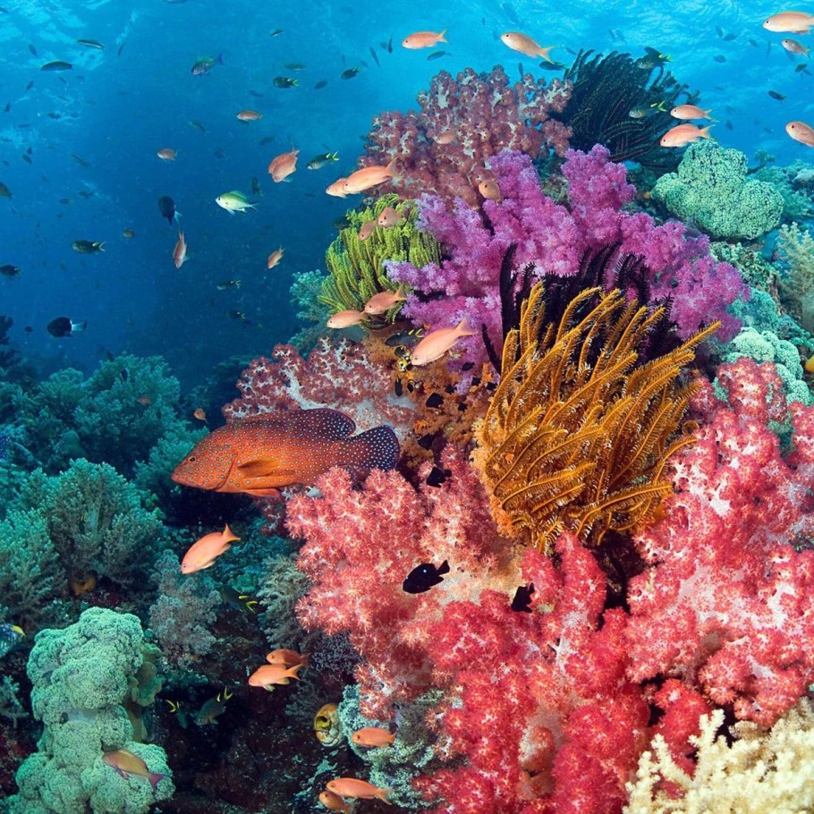 Актиния Кишечнополостные