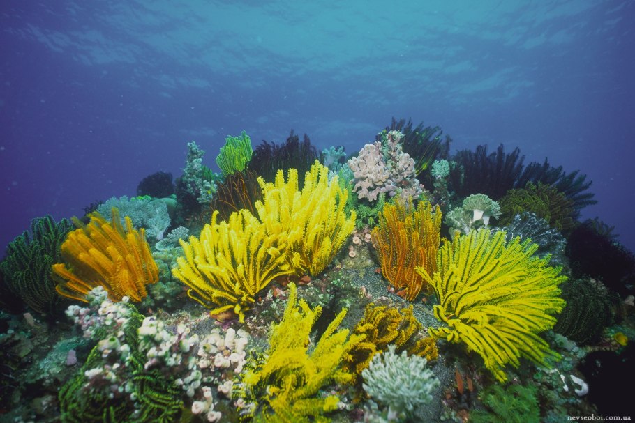 Posidonia Oceanica водоросли