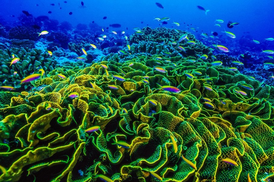 Амебы ксенофиофоры