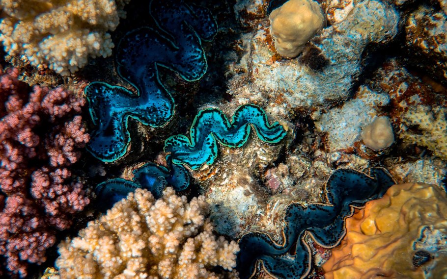 Cryptotora thamicola