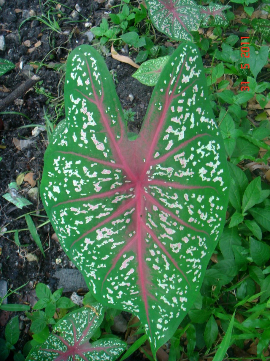 Каладиум биколор гибрид