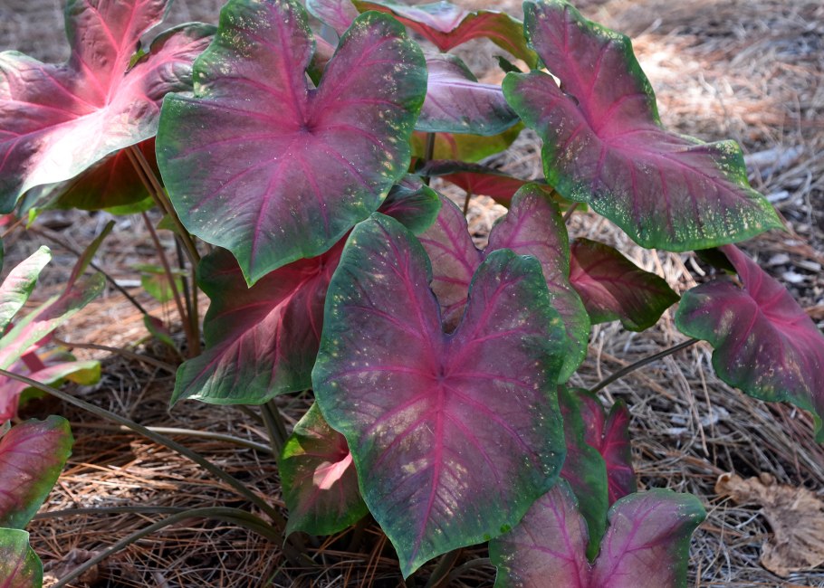 Caladium seguinum растение