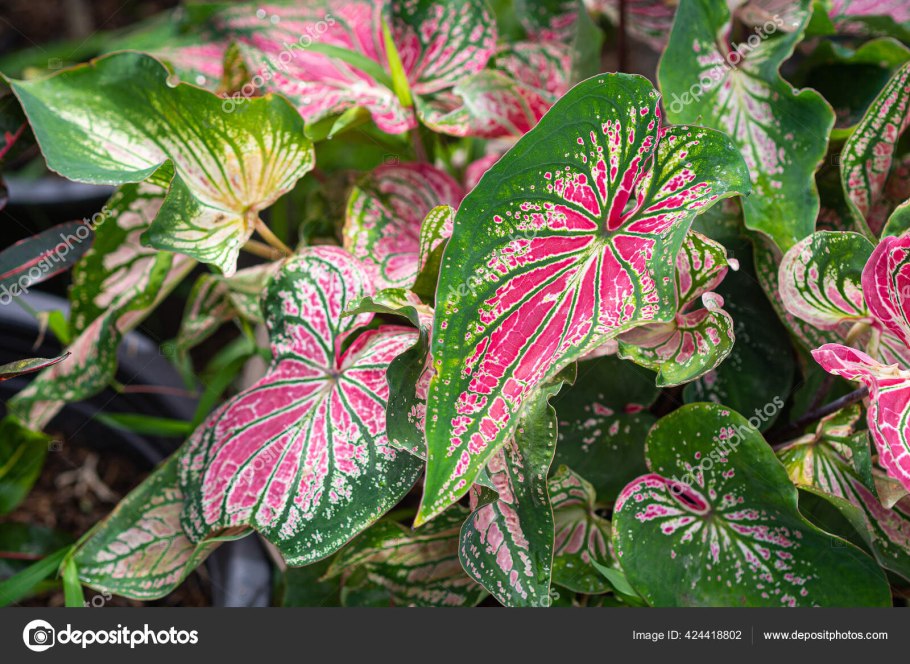 Каладиум Виолацеум