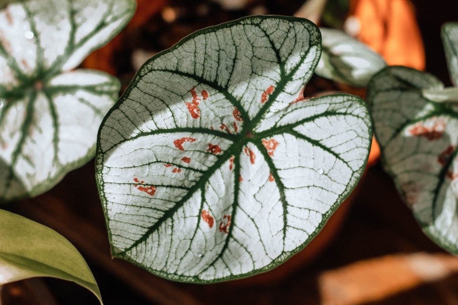 Каладиум John Reed