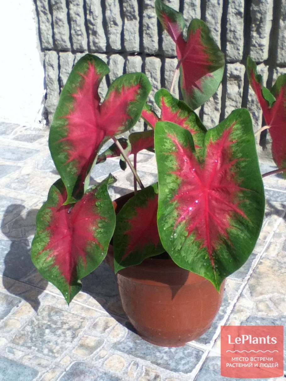 Каладиум биколор