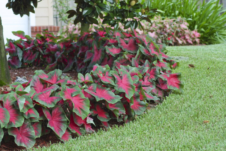 Каладиум Red