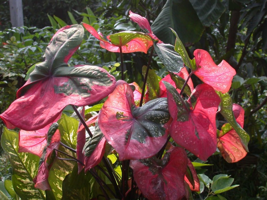 Каладиум двухцветный l