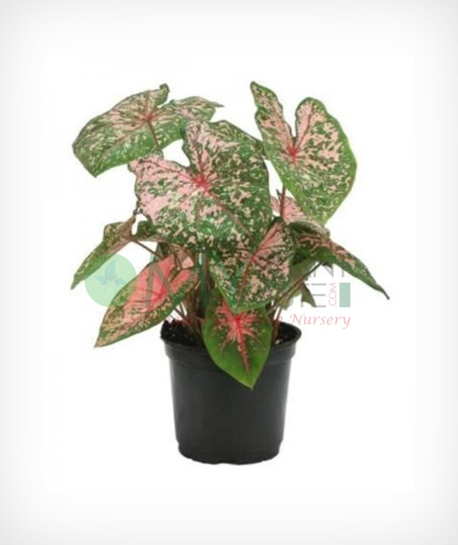 Каладиум Strawberry Star