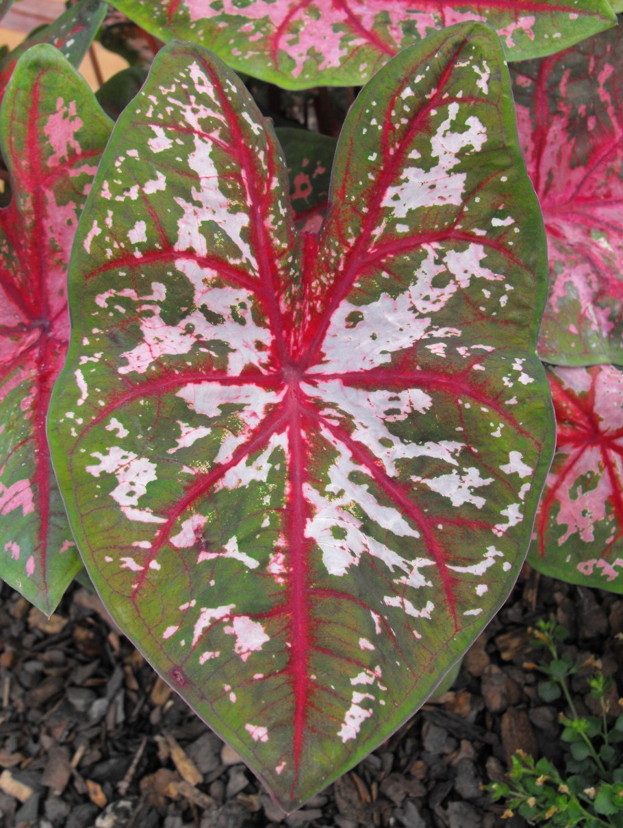Caladium bicolor Fancy Leaf