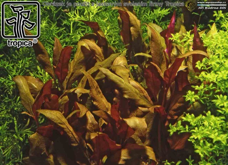 Альтернантера Рейнека