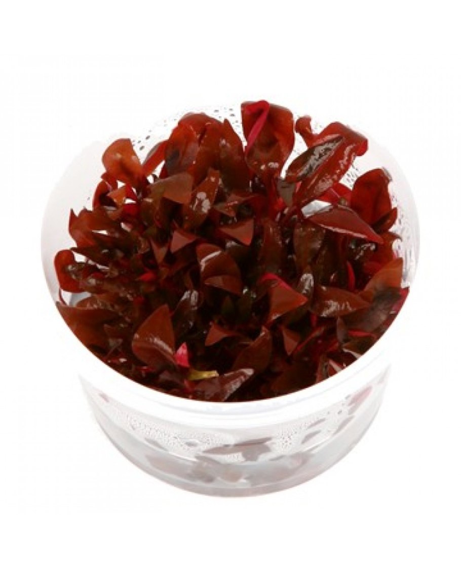 Альтернантера бетзикиана красная