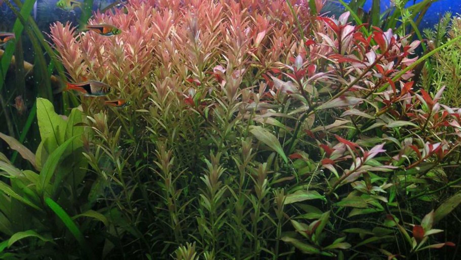 Альтернантера прелестная