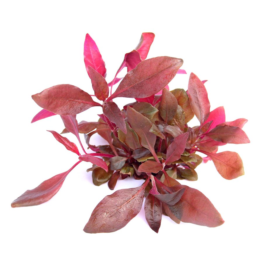 Alternanthera reineckii