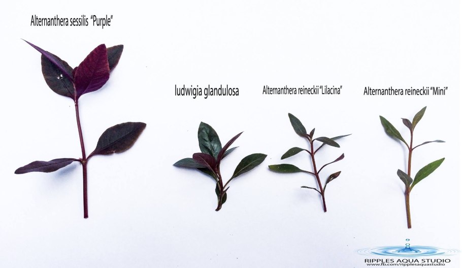 Альтернантера Рейнеке