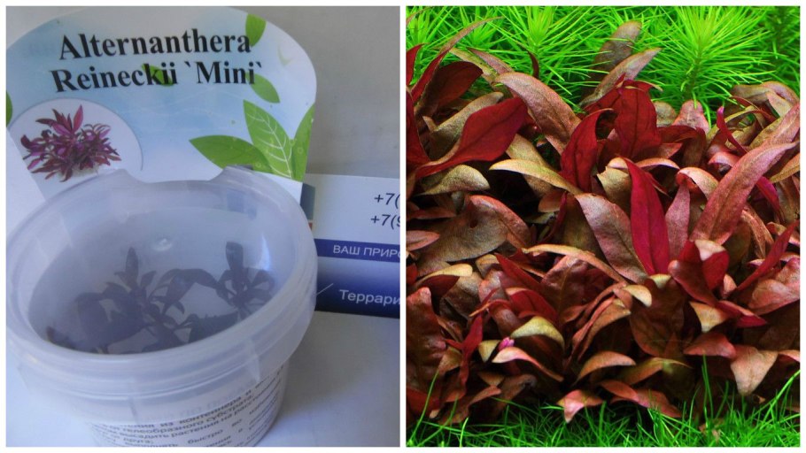 Альтернантера Рейнека мини