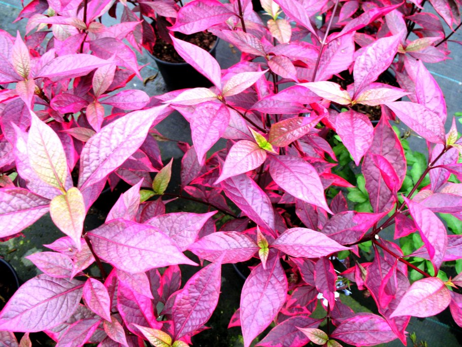 Альтернантера Рейнека розанервиг