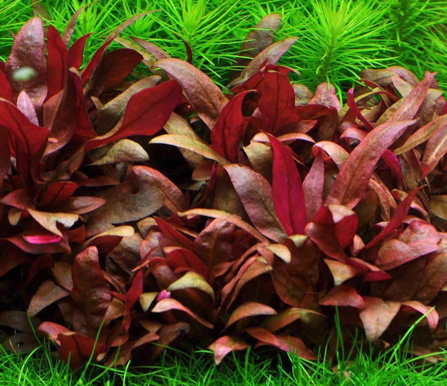 Альтернантера Лилацина