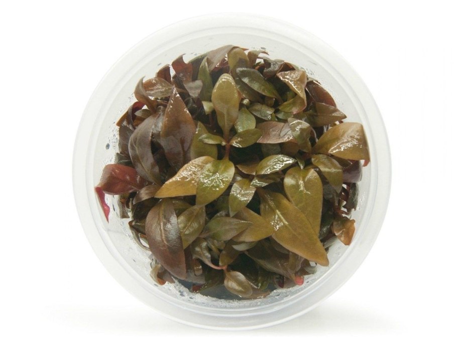 Альтернантера лиловая (Alternanthera lilacina)