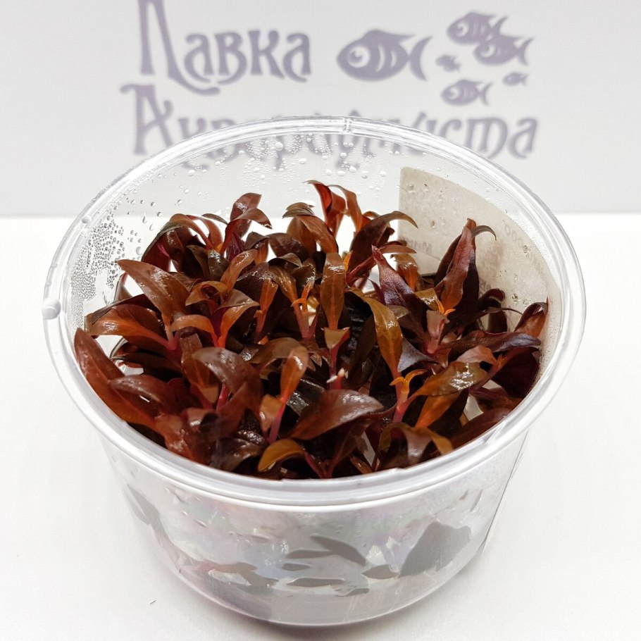 Альтернантера мини (меристемная)