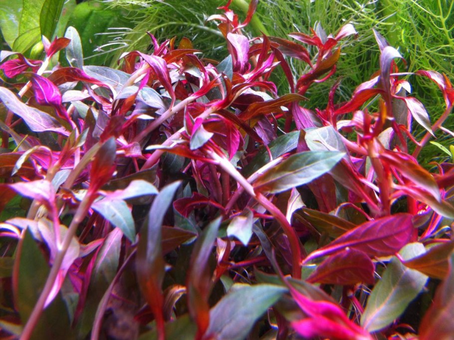 Альтернантера Беттцика красная