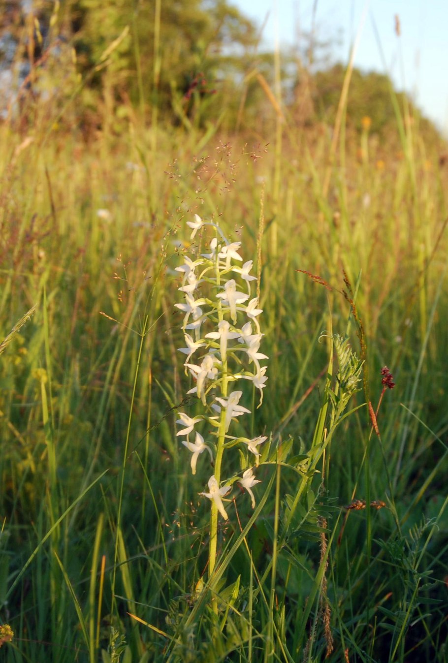 Любка двулистная (Platanthera bifolia)