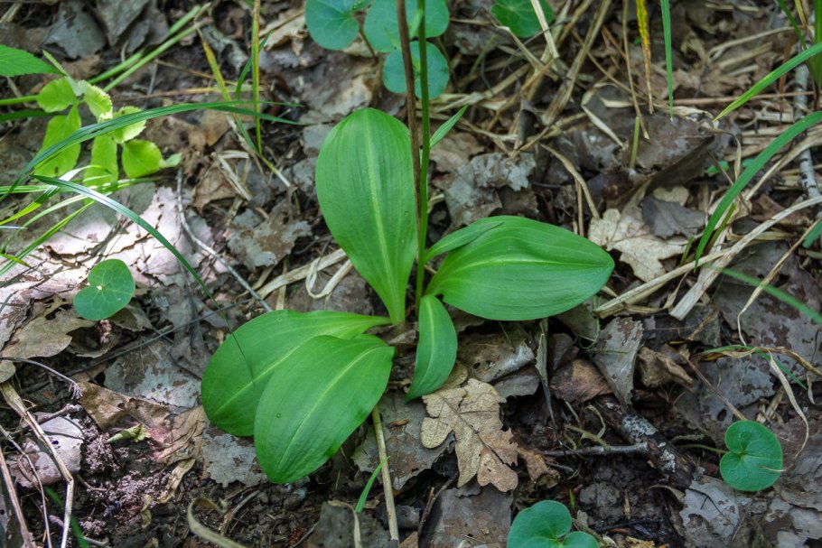 Любка двулистная