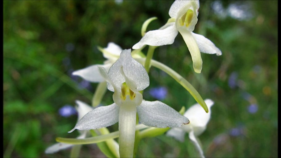 Любка двулистная листья