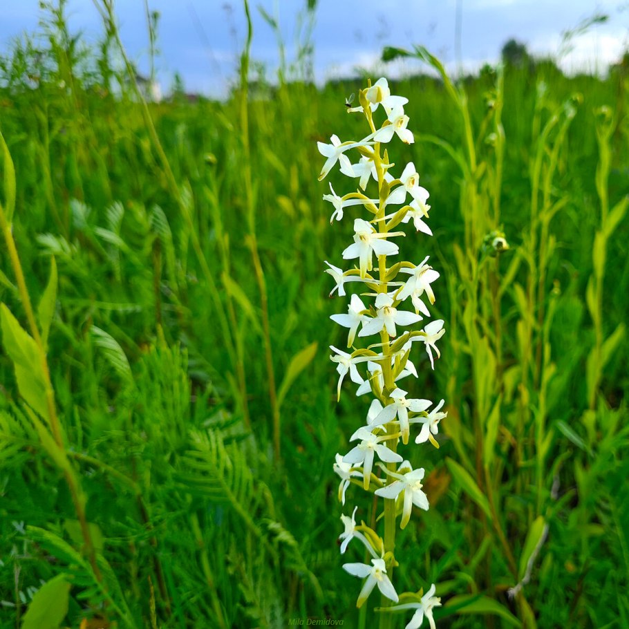 Любка двулистная - Platanthera bifolia (l.) Rich.