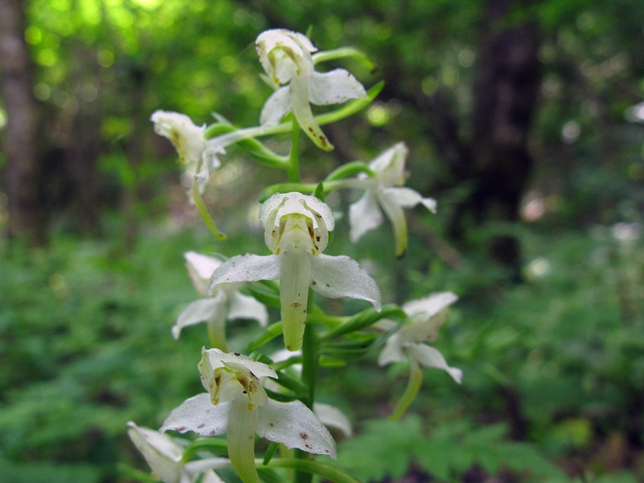 Любка двулистная лекарственная