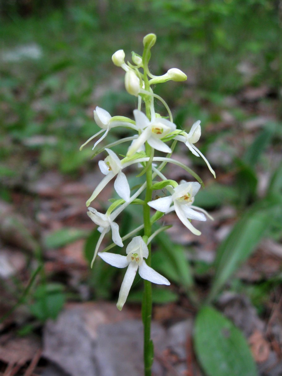 Любка зеленоцветковая