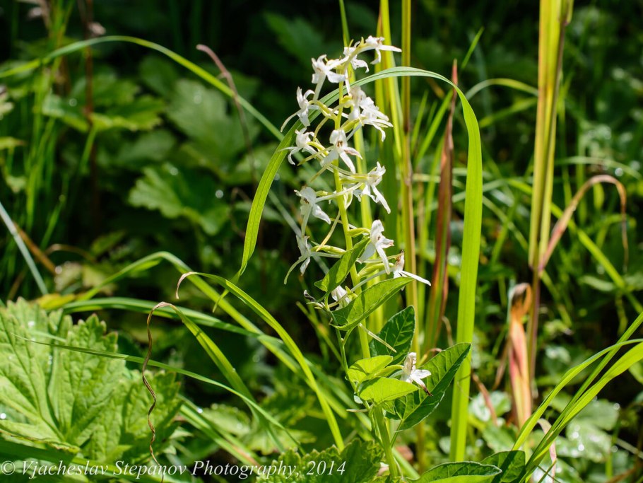 Дикая Орхидея ятрышник