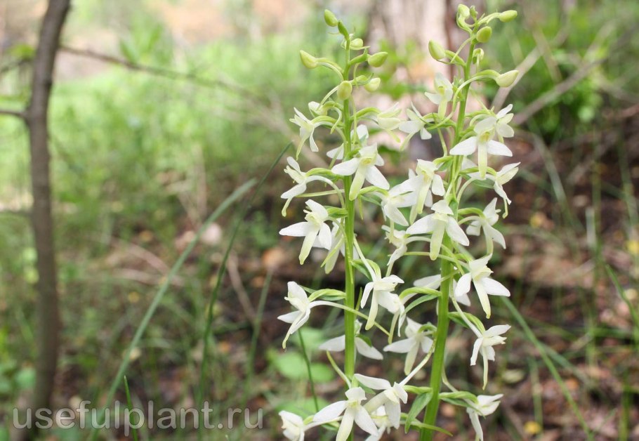 Любка обыкновенная