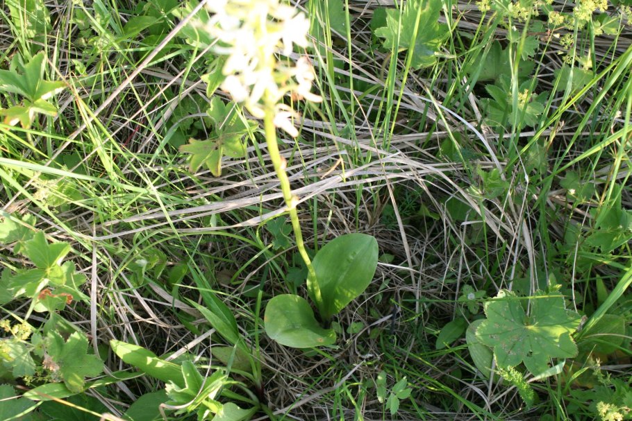 Любка двулистная иллюстрация