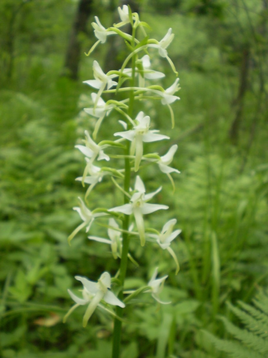 Лесная орхидея любка двулистная