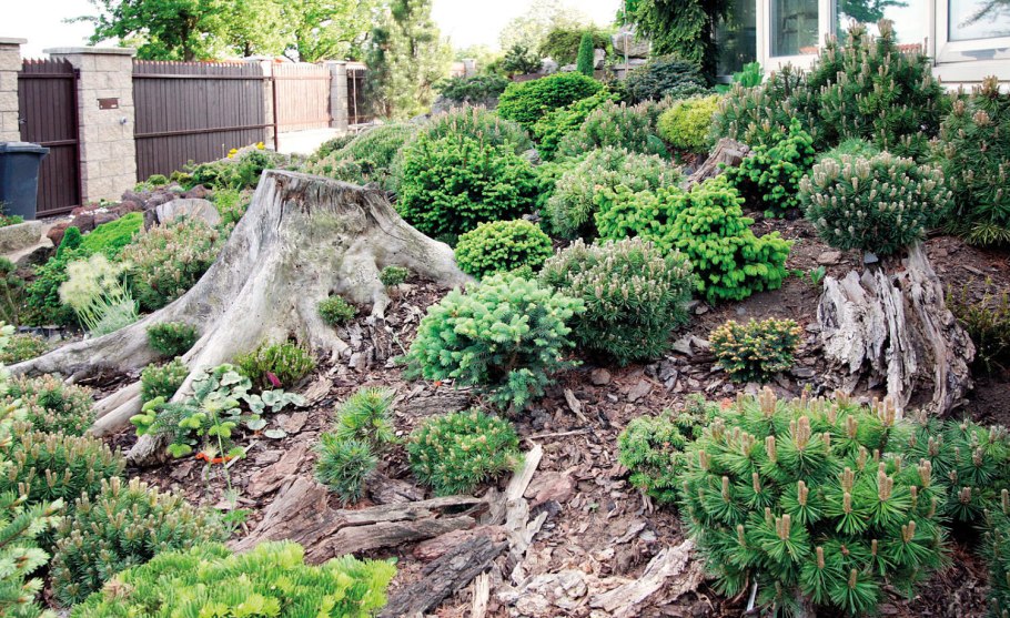 Хвойники на газоне