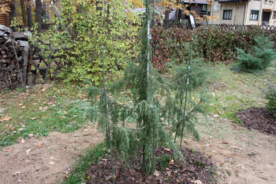 Можжевельник Лесной