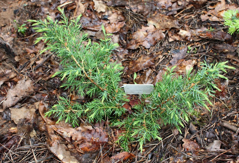 Можжевельник Хорстманн обрезка