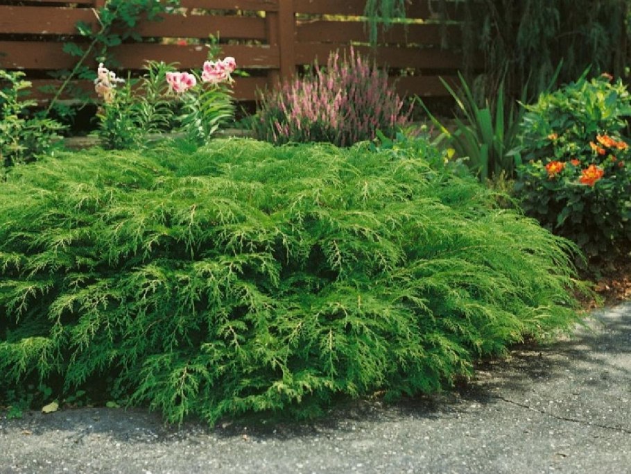 Ель Томпа в ландшафтном