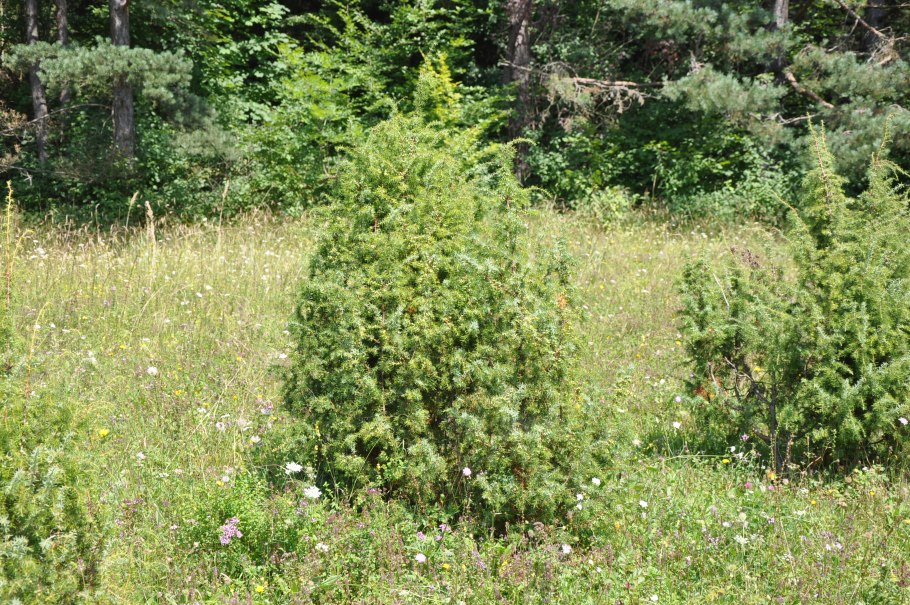 Миксбордеры с хвойниками