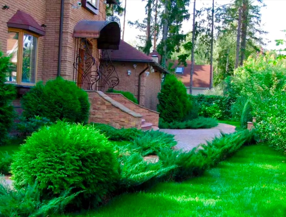 Елка туя пихта можжевельник