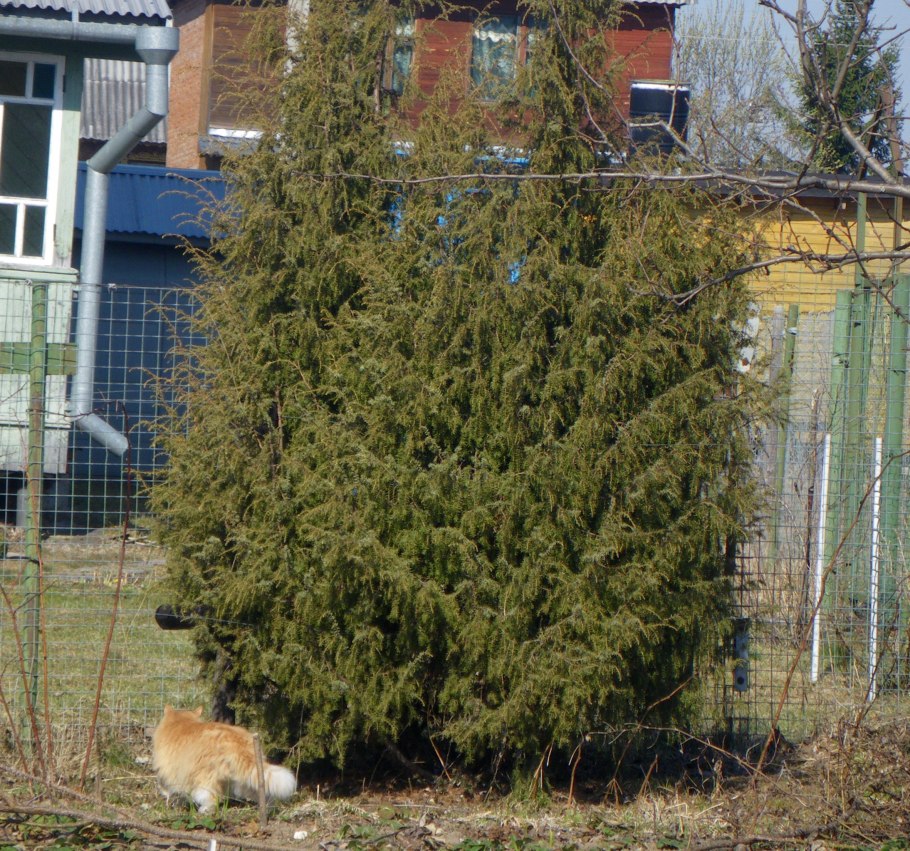 Можжевельник Лесной