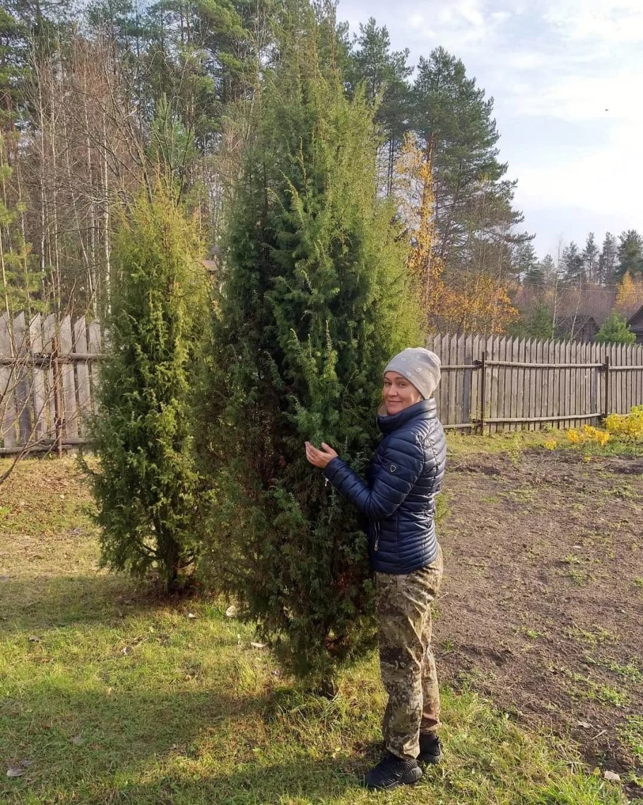 Можжевельник обыкновенный Валлис