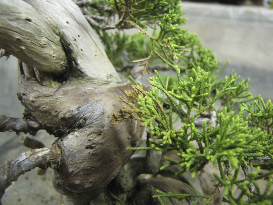 Можжевельник Пфитцериана Mint Julep