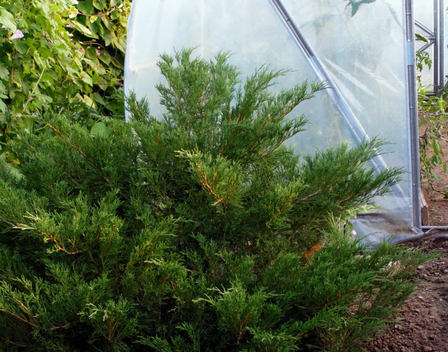 Миксбордер с голубой елью