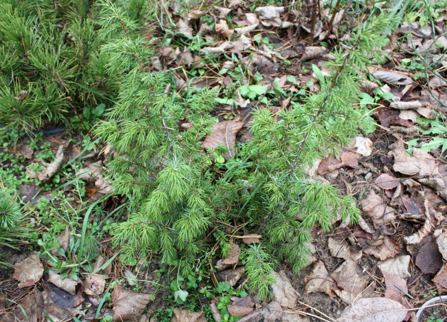 Туя Смарагд в ландшафте