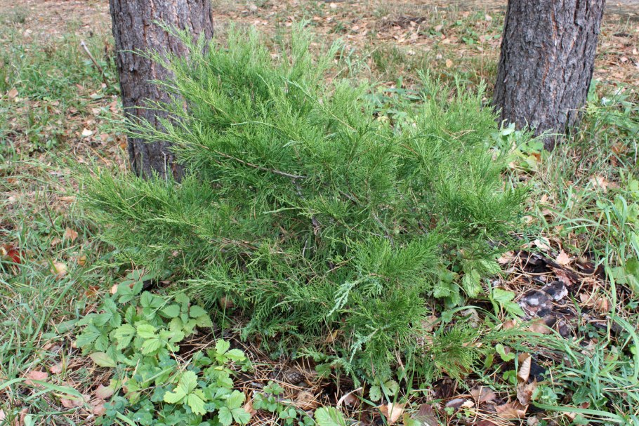 Можжевельник Лесной