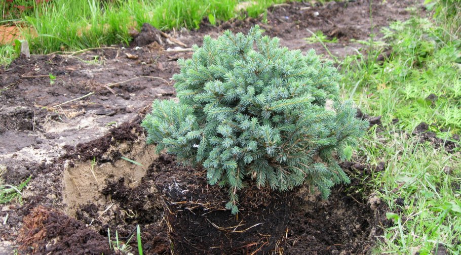 Туя Смарагд в ландшафтном