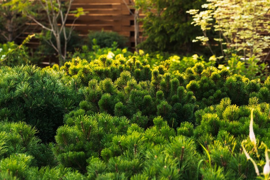 Ландшафт вдоль забора с хвойниками