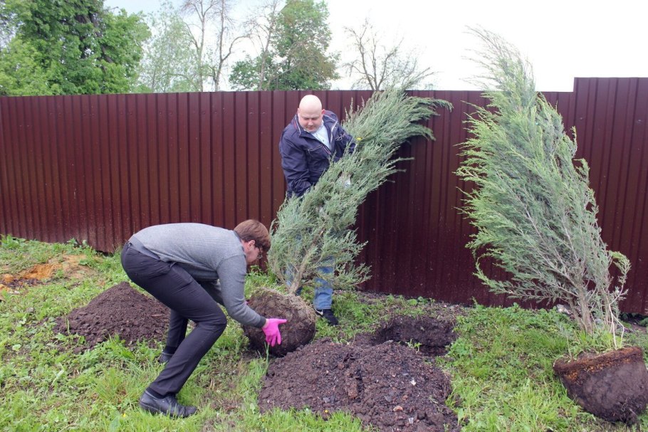 Сосна Мугус ниваки