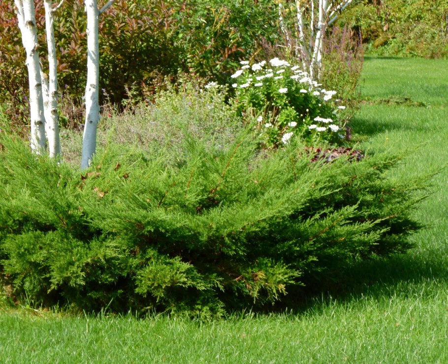 Shrub Evergreen